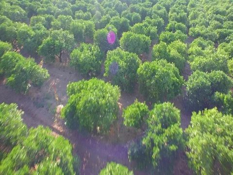 Drone Flight over the fields in a beautiful day Video stock 72559801