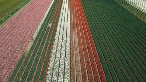 Drone flight over fields of blooming tulips in Netherlands,near Keukenhof garden Stock Footage 129895744