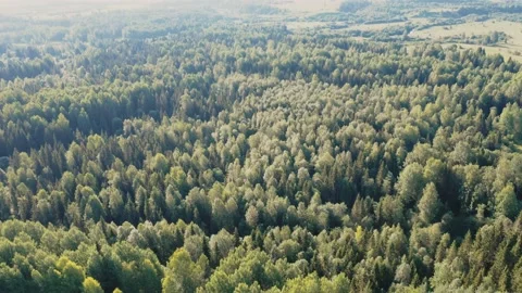 Drone flight over fir forest treetop Stock Footage 164243154