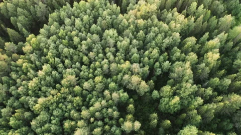 Drone flight over fir forest treetop Stock Footage 233444538