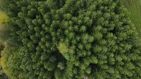Drone flight over fir trees in the Bavarian mountains in autumn Stock Footage 167876666