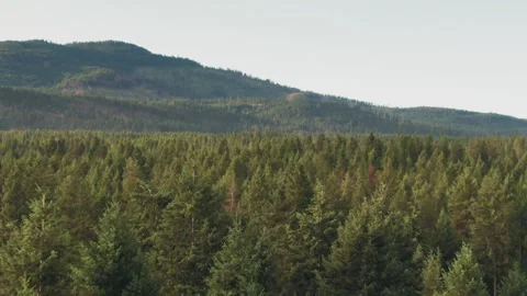 Drone flight over fir trees Stock Footage 170304754