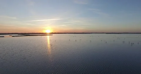 Drone flight over flamingoes Stock Footage 62273910