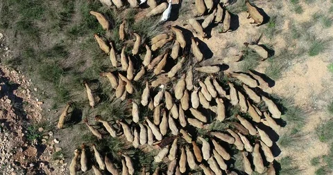 Drone flight over flock of lambs and sheep Stock Footage 124365036