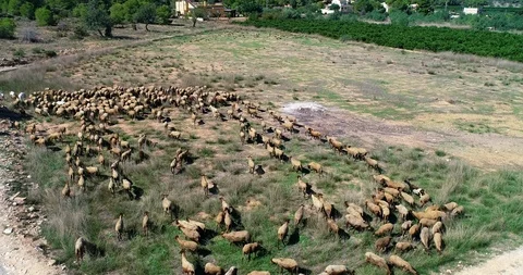Drone flight over flock of lambs and sheep Stock Footage 124391546