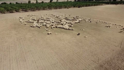 A drone flight over a flock of sheep in field Stock Footage 245640627