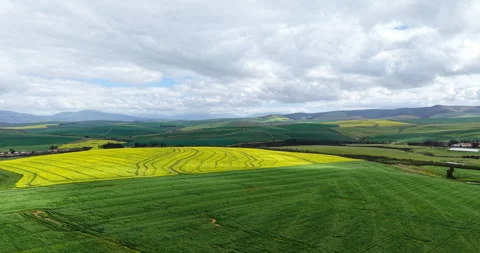 Drone Flight Over Flowering Canola Fields, Overberg, Western Cape Vídeos de archivo 344659030
