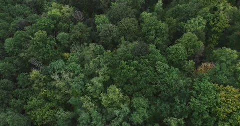 Drone flight over the forest 01 Stock Footage 163180089