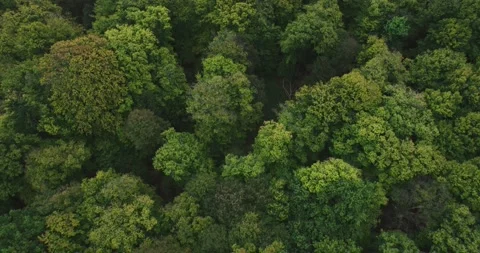 Drone flight over the forest 02 Stock Footage 163180088