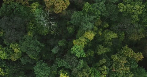 Drone flight over the forest 03 Stock Footage 163179638