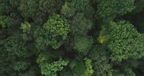 Drone flight over the forest 04 Stock Footage 163179608