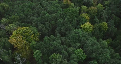 Drone flight over the forest 05 Stock Footage 163179603