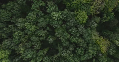 Drone flight over the forest 06 Stock Footage 163179599