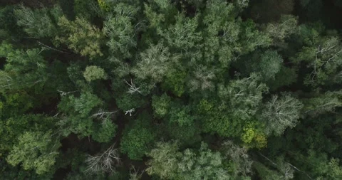Drone flight over the forest 07 Stock Footage 163179594