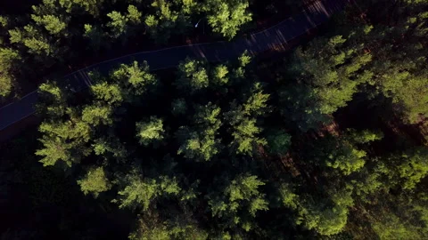Drone flight over the forest and park bike path Stock Footage 265790003