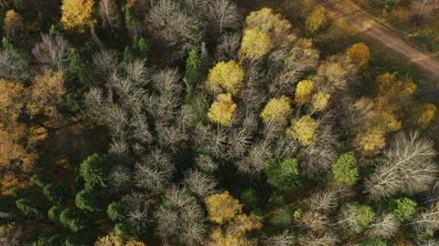 Drone flight over a forest as the autumn leaves change color Stock Footage 118067660