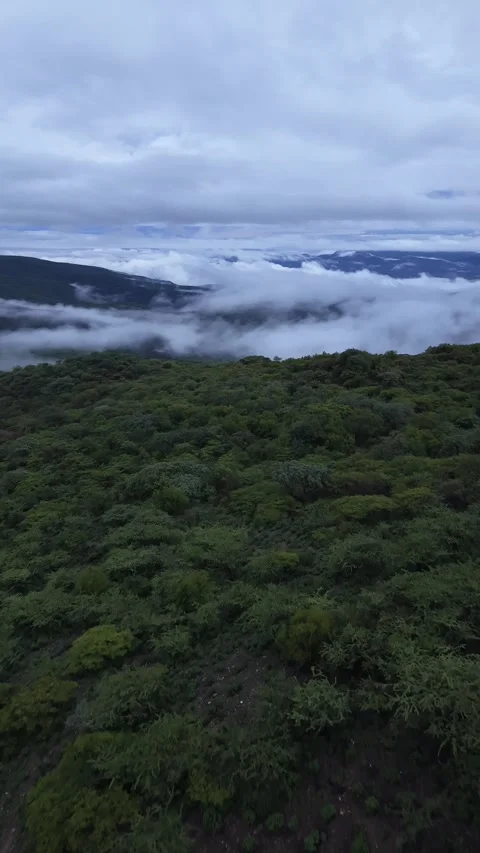 Drone flight over forest canopy toward sea of clouds at dawn, Acapulco Stock Footage 348301567
