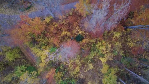 Drone flight over a forest in the city park Stock Footage 320446499
