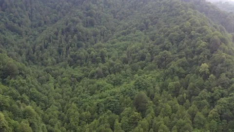 Drone flight over the forest in cloudy weather Stock Footage 151194329