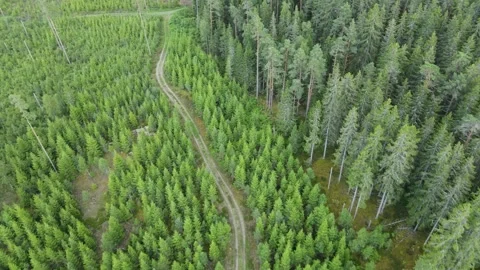 Drone flight over a forest with a direct view of a small forest path. Stock Footage 248089529