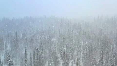Drone Flight over Forest during Blizzard in Alaska Stock Footage