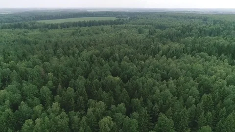 Drone flight over the forest Stock Footage 80923012