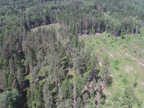 Drone flight over the forest Stock Footage 85087780