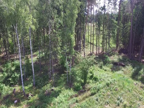Drone flight over the forest Stock Footage 85088055