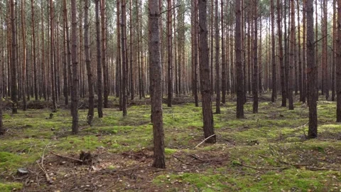 Drone flight over the forest Stock Footage 297793390