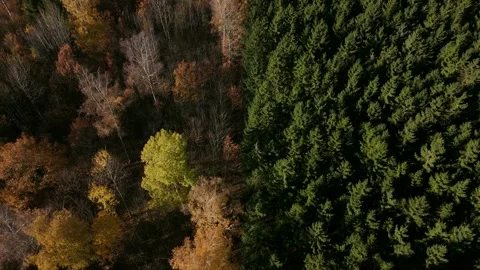 Drone Flight Over Forest with Green and Yellow Contrast Stock Footage 320904631