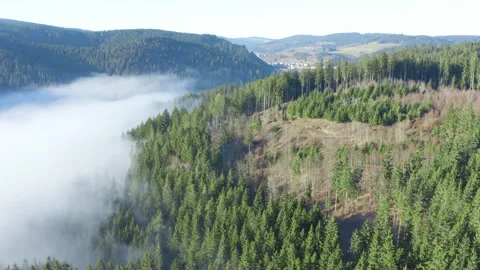 Drone flight over forest hills with morning fog Stock Footage 323866470