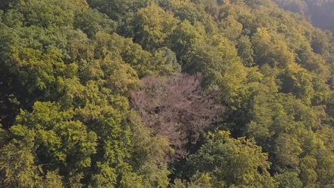 Drone flight over a forest in a hilly area 스톡 동영상 97110614