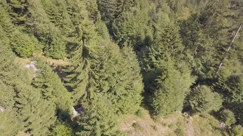 Drone flight over a forest in a hilly area Vidéo 97116024
