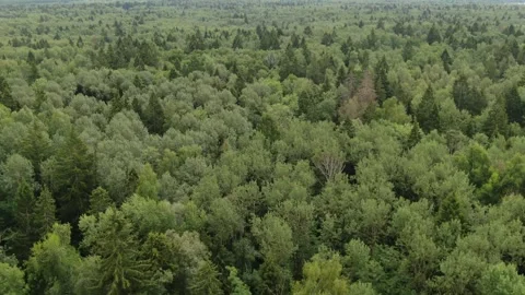 Drone flight over forest landscape from above Vidéo 326168562