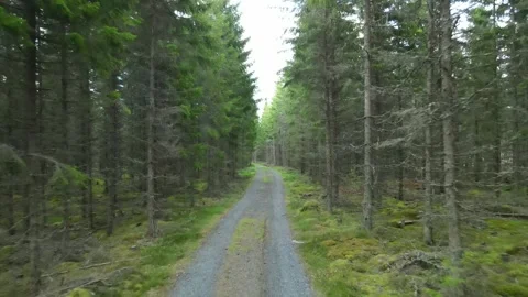 A drone flight over a forest path. Stock Footage 248089610