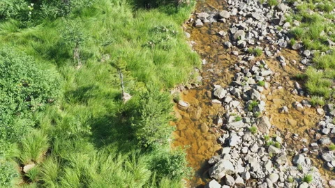 Drone Flight Over A Forest Stream Video stock 246501309