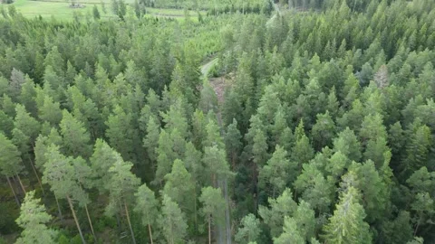Drone flight over a forest in Sweden and a path winding through the woods. Stock Footage 248089279