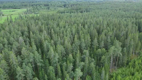 Drone flight over a forest in Sweden. Stock Footage 248089309