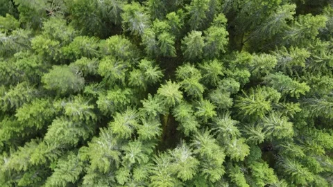 Drone flight over a forest in Sweden with a direct view of the treetops. Stock Footage 248098127