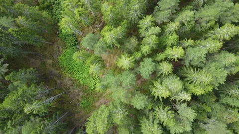 Drone flight over a forest in Sweden, with a direct view of the treetops. Stock Footage 248098565