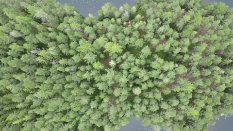 Drone flight over a forest in Sweden with a direct view of the treetops. Stock Footage 248099272