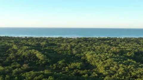 Drone flight over forest towards ocean Vidéo 146137257