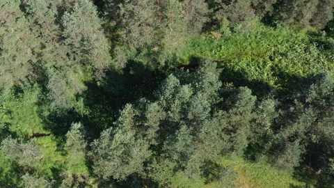 Drone Flight Over A Forest Trees Stock Footage 246502329