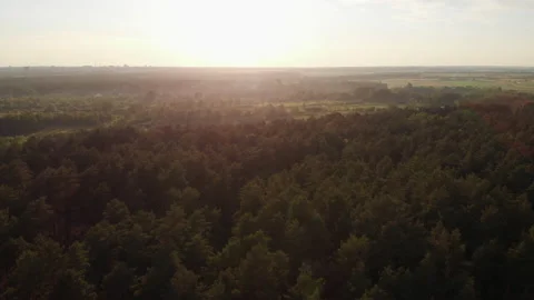 Drone flight over a forest with a view of the setting sun during a sunset Stock Footage 170566975