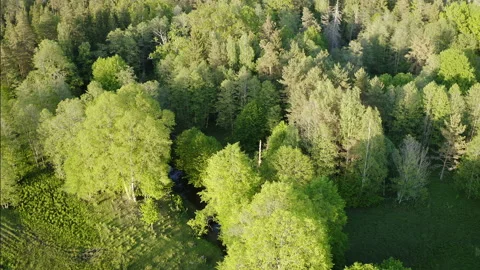 Drone flight over fresh green old natural deciduous forest. Spring in Europe. Stock Footage 239766028