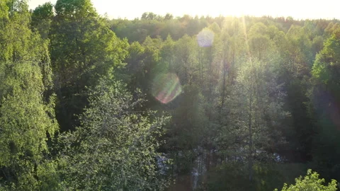 Drone flight over fresh green old natural deciduous forest. European nature. Stock Footage 240477994