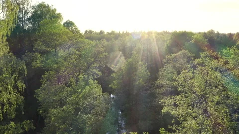 Drone flight over fresh green old natural deciduous forest. Stock-Footage 273237646
