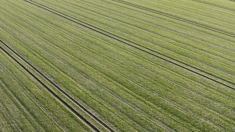Drone flight over a freshly germinating field Stock Footage 129061334