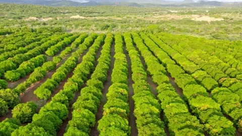 Drone flight over fruit trees of mango farm in Bani, Dominican Republic Stock Footage 161222769