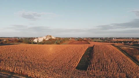 Drone flight over a gold corn field. Footage 4K. Stock Footage 147882635